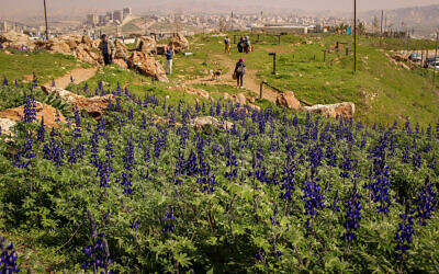 People visit blooming lupine flowers on Mitzpetel, in Jerusalem, March 1, 2022. (Gershon Elinson/Flash90)