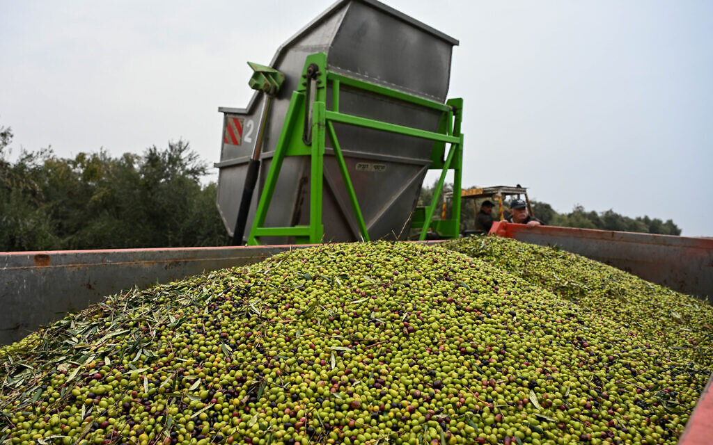 FILE: Olive growers and workers harvesting the Koroneiki Olive Variety at an olive grove in Moshav Eliad in the southern Golan Heights in December 2022 (Photo by Michael Giladi/Flash90)