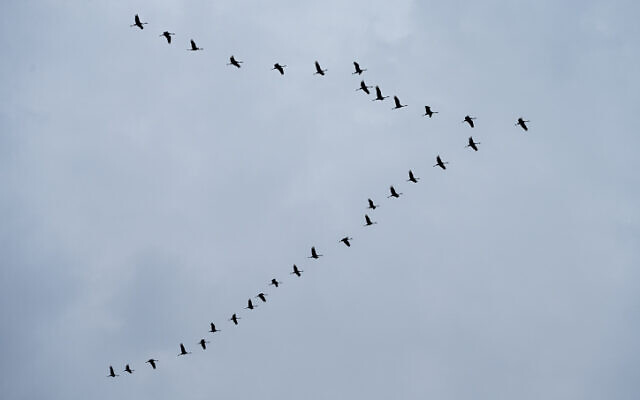 Cranes fly in formation out of Israel and into Syria on the Golan Heights, December 14, 2022. (Michael Giladi/Flash90)