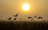 Cranes seen at the Hula Lake in northern Israel on January 26, 2023. (Tomer Neuberg/Flash90)