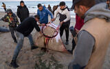Palestinian fishermen slaughter a manta ray on the beach of Gaza City, March 12, 2023. (AP Photo/Fatima Shbair)