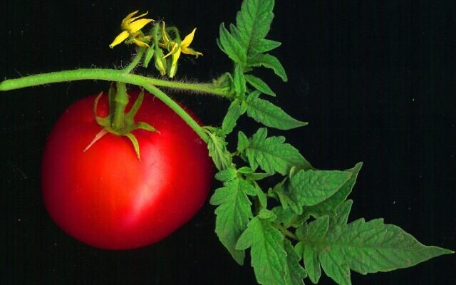Tomatoes were among the plants tested for sound by Tel Aviv University researchers. (David Besa, CC BY 2.0, Wikimedia Commons)