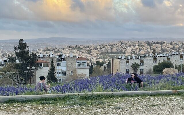 Two women photograph one another among the lupines as the sun sets on Mitzpe-Tel in southeast Jerusalem, March 6, 2023. (Sue Surkes/Times of Israel)