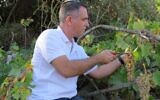 Dr. Elyashiv Drori harvests grapes at a research vineyard near Ariel University in 2020. (courtesy Ariel University)