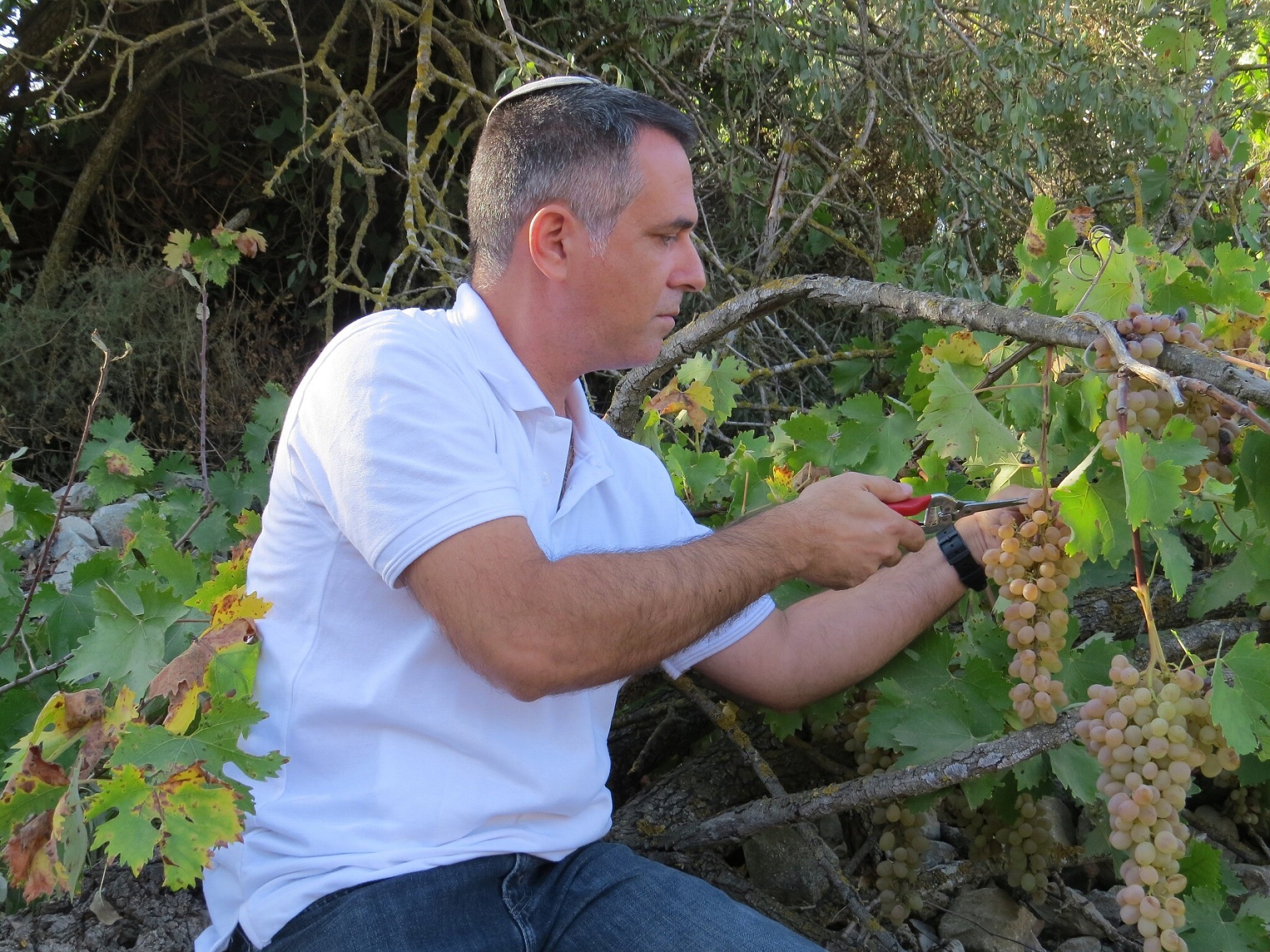 Dr. Elyashiv Drori harvests grapes at a research vineyard near Ariel University in 2020. (courtesy Ariel University)