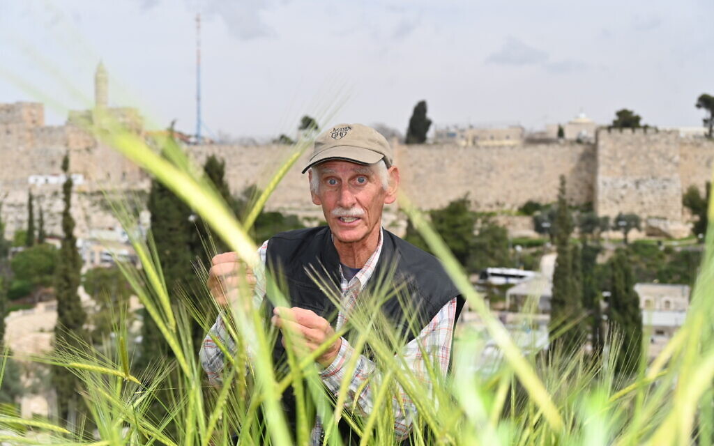 Bruce Brill examines barley in Jerusalem, Israel on March 22, 2023. (Canaan Lidor)