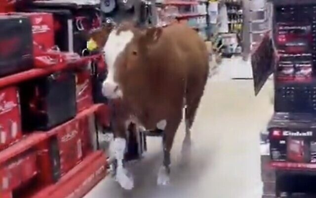 Screen capture from video of a cow that entered a tool store in the Emunim agricultural community, April 18, 2023. (Twitter. Used in accordance with Clause 27a of the Copyright Law)