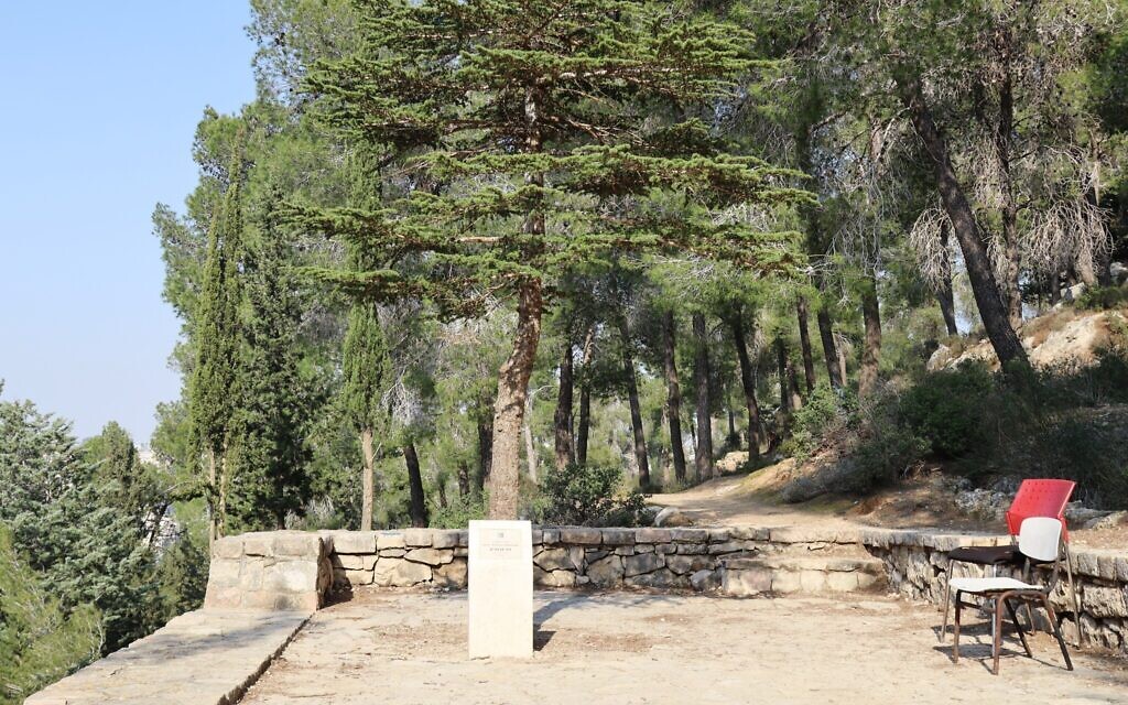 The cedar tree planed by Israel's first prime minister, David Ben-Gurion, now all grown up. (Shmuel Bar-Am)