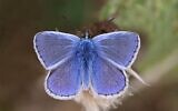 The common blue butterfly. (Charles J. Sharp, CC BY-SA 4.0, Wikimedia Commons)
