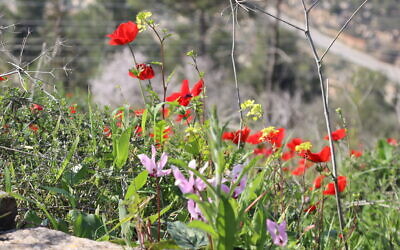 Flowers bloom along the Cedar Trail in the Jerusalem Forest. (Shmuel Bar-Am)