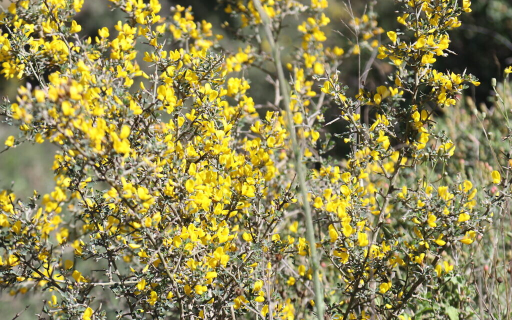 Thorny broom blossoming in the Jerusalem Forest. (Shmuel Bar-Am)