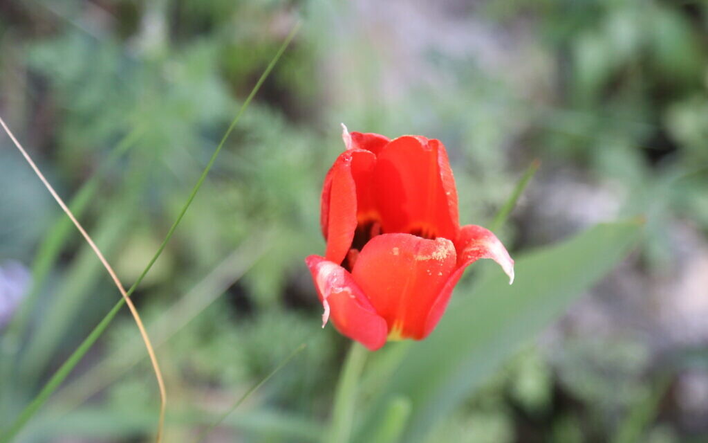 Tulips replace late-winter anemones in the Jerusalem Forest. (Shmuel Bar-Am)