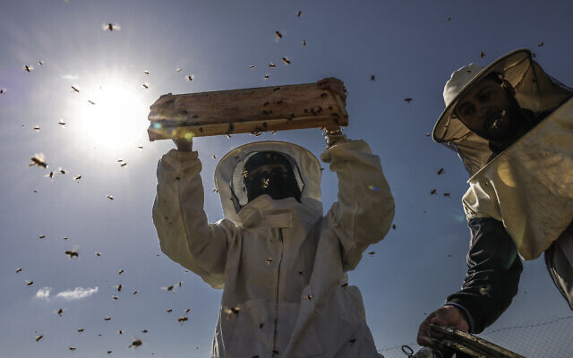 Palestinian beekeeper Miassar Khoudair (L), 29, and her work partner wear protective outfits as they check honeycomb frames at the apiary, east of the Jabaliya camp in the northern Gaza strip, on April 30, 2023. (Mohammed Abed/AFP)