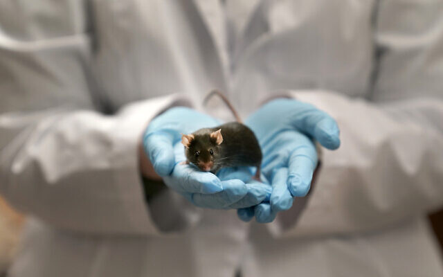 Illustrative: A research assistant holding a mouse used to study autism, December 15, 2021. (Jeff Roberson/AP)
