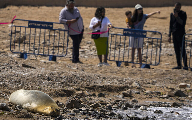 Onlookers gaze at Yulia, a visiting, endangered Mediterranean monk seal rests on the beach in Tel Aviv, Israel, Tuesday, May 16, 2023. (AP/Ariel Schalit)
