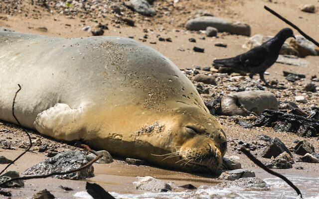 Yulia, an endangered Mediterranean monk seal snoozes on the beach in Tel Aviv, Israel, Tuesday, May 16, 2023.  (AP Photo/Ariel Schalit)