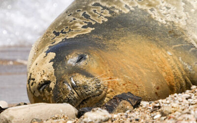 Yulia, an endangered Mediterranean monk seal rests on the beach in Tel Aviv, Israel, Tuesday, May 16, 2023. (AP/Ariel Schalit)