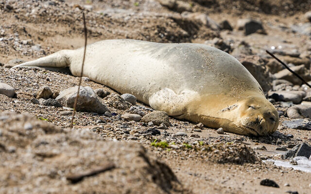 Yulia, an endangered Mediterranean monk seal rests on the shore in in Tel Aviv, Israel, Tuesday, May 16, 2023. (AP/Ariel Schalit)