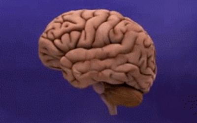 Animation: Alzheimer's disease brain shrinkage. (National Institute on Aging, Public domain, via Wikimedia Commons)