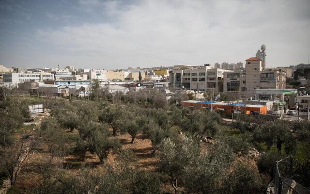 Illustrative: View of olive trees near Talpiot, Jerusalem, January 27, 2019. (Hadas Parush/Flash90)