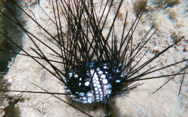 An infected black sea urchin dying in the Mediterranean Sea, exhibiting typical symptoms of an exposed skeleton and lost tissue and spines.  (Konstantinos Kalaentzis)