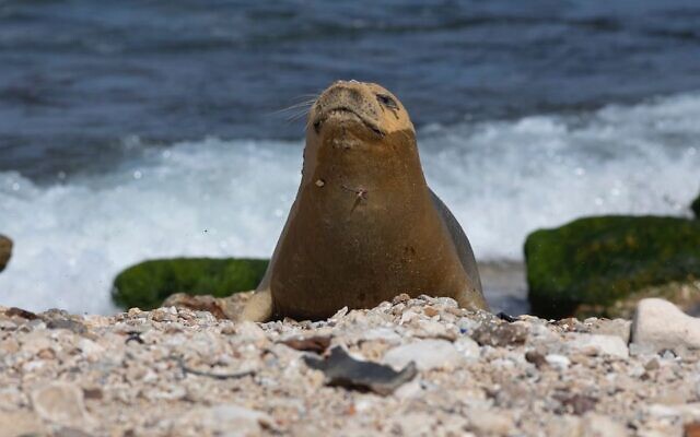 Yulia, an endangered Mediterranean monk seal, rests on the beach in Tel Aviv, May 2023. (Yehiel Lamesh)