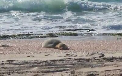 Monk seal Yulia rests on an Israeli beach, May 20, 2023, with Israeli environmental officials and volunteers keeping a protective watch (Delphis screenshot; used in accordance with clause 27a of the Copyright Law)