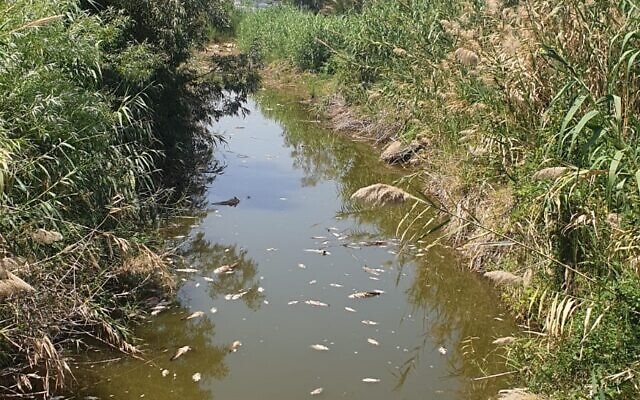 Dead fish seen floating in the Tzalmon estuary at the Sea of Galilee on May 16, 2023. (Firas Talhami/Water Authority)