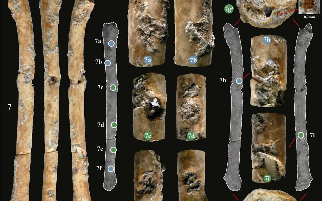 Fragments of seven flutes discovered in northern Israel that were likely used for hunting birds some 12,000 years ago. (Hamoudi Khalaily/IAA)