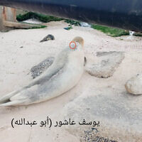 The Mediterranean monk seal known as Yulia seen on a Gaza beach on June 2, 2023. (Social media: Used in accordance with Clause 27a of the Copyright Law)