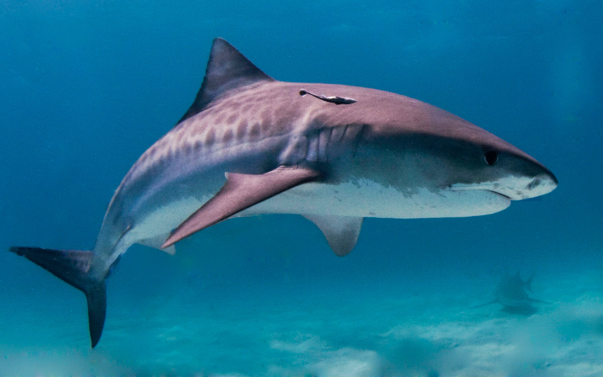 What's behind the rise in unprovoked shark attacks? - ISRAEL21c