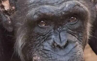 Undated photo of Augusta the chimpanzee. (Courtesy: Ramat Gan Safari)