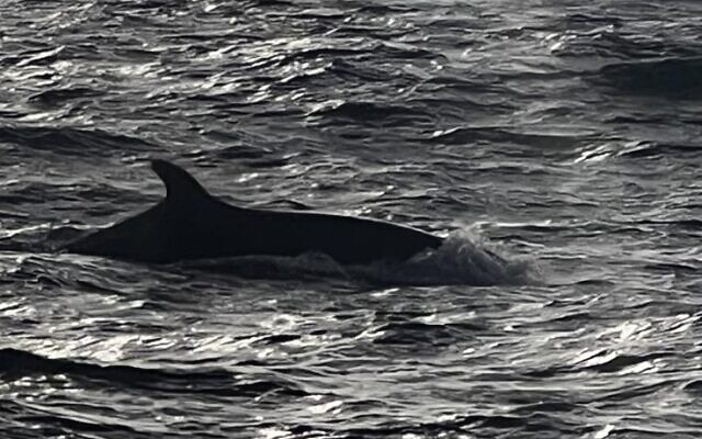 False killer whales (a species of dolphin) seen off the coast of Herzliya in central Israel on July 2, 2023. (Uri Eger)