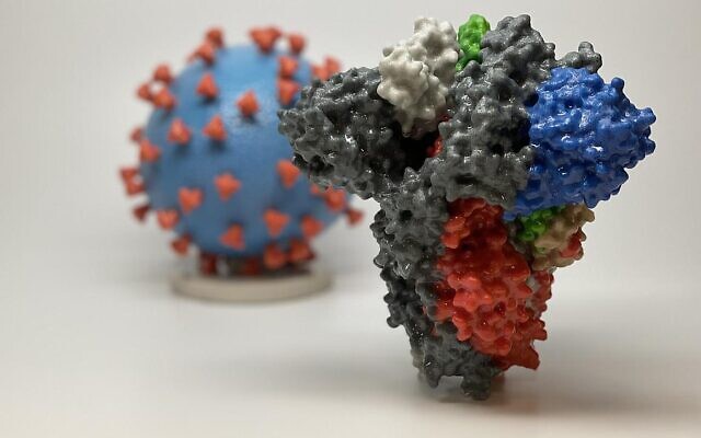 In the foreground is a 3D print created in 2020 of a spike protein of SARS-CoV-2 virus. In the background is a 3D print of a SARS-CoV-2 virus particle. The spike protein enables the virus to enter and infect human cells. The spike proteins appear in red on the virus model. (AFP/ National Institutes of Health)
