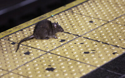 FILE - A rat crosses a Times Square subway platform in New York on January 27, 2015. (AP Photo/Richard Drew, File)