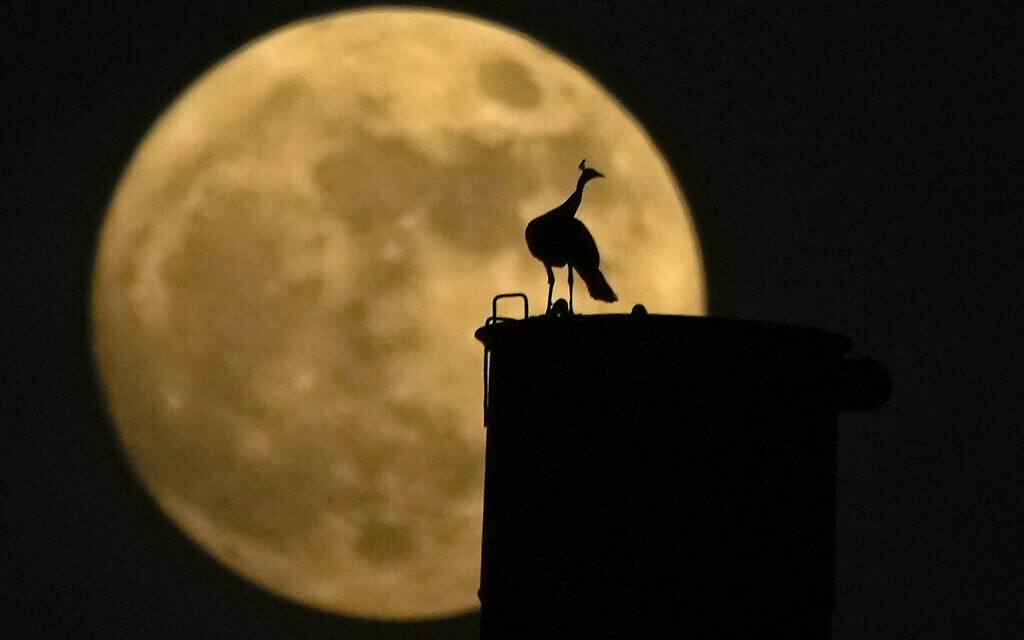 A peacock sits on a chimney as a nearly full moon rises behind it, in Hyderabad, India, August 30, 2023.  (Mahesh Kumar A/AP)