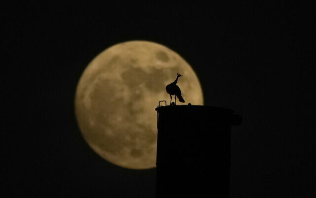 A peacock sits on a chimney as nearly a full moon rises behind in Hyderabad, India, Wednesday, Aug. 30, 2023. August 30 will see the month's second supermoon, when a full moon appears a little bigger and brighter thanks to its slightly closer position to Earth. (AP Photo/Mahesh Kumar A.)