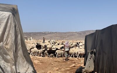 A young settler from the Malakhei HaShalom (Angels of Peace) outpost brings his flock onto land near the Bedouin village of Ein Rashash. (Charlie Summers/Times of Israel)