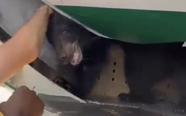 A screenshot from video showing a bear that escaped from its cage in the cargo hold of an Iraq Airways plane, at Dubai International Airport, August 4, 2023. (screen capture: Twitter; used in accordance with Clause 27a of the Copyright Law)