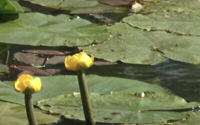 Screen capture from video of yellow water lilies. (YouTube. Used in accordance with Clause 27a of the Copyright Law)