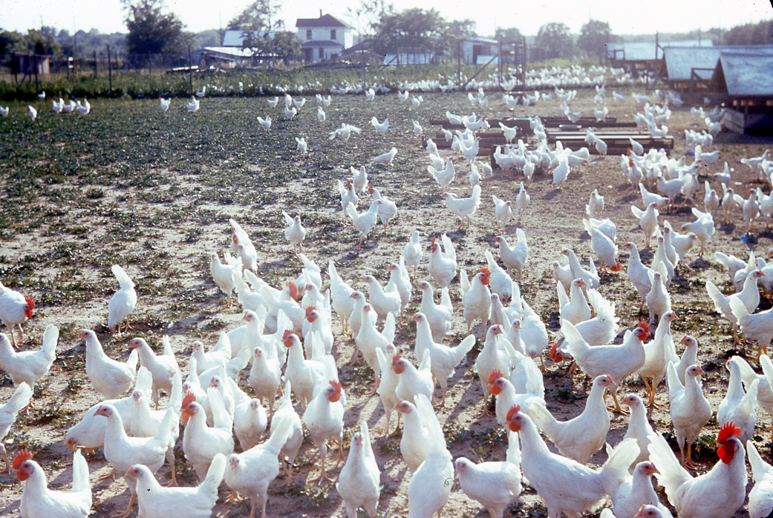 A Friendly Neighborhood Chicken Farm in Jersey City
