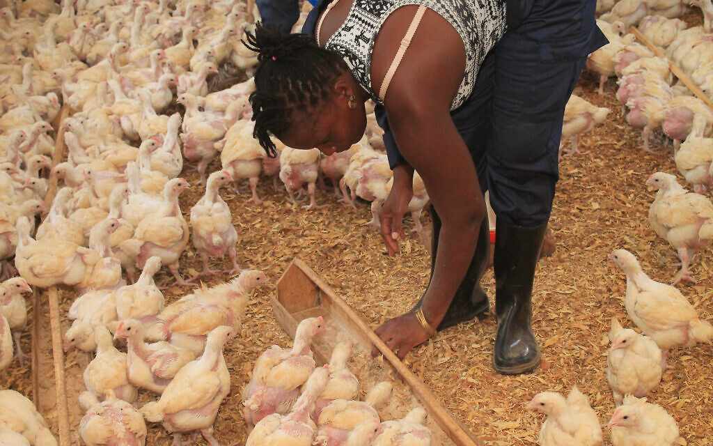 A worker at the poultry pilot project run by the Abayudaya Men's Club Association, near Mbale, Uganda, July 13, 2023. (Sharon Amali)