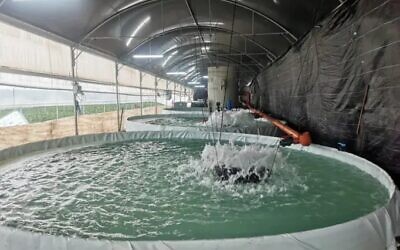 An aquaculture farm in Jenin set up with the support of the Israeli Agriculture Ministry and the Civil Administration (Gov.il/Ministry of Agriculture and Rural Development)