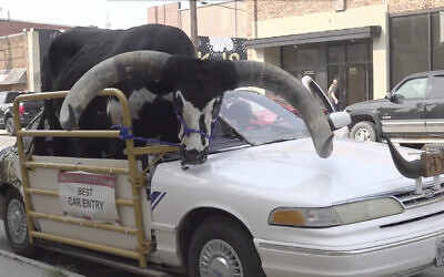 A Watusi bull named Howdy Doody sits in the passenger seat of a car owned by Lee Meyer on Wednesday, Aug. 30, 2023 in Norfolk, Nebraska. (News Channel Nebraska via AP)