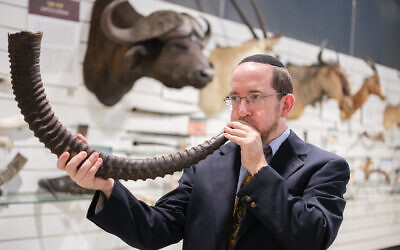 Natan Slifkin, director of the Biblical Museum of Natural History, with one of the many shofars from the museum collection ahead of Rosh Hashanah 2023 (Courtesy PR)