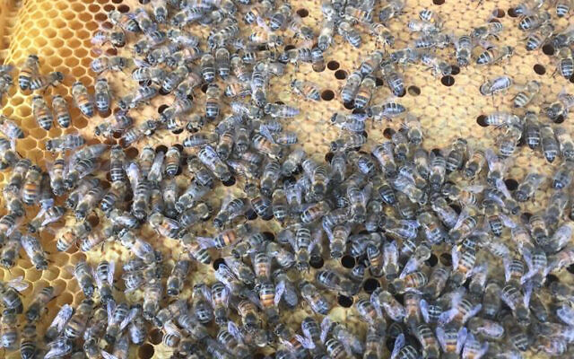 David Roth's bees walk across a honeycomb ready to be extracted at the home of David and Judy Roth in London. (David Roth)