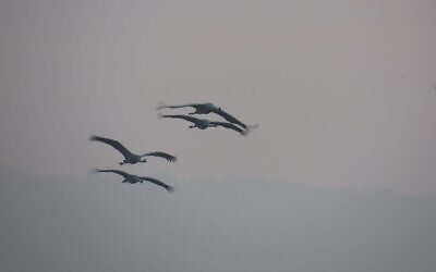 Cranes arrive at the Hula Lake Park in northern Israel, October 4, 2023. (Inbar Shlomit Rubin)