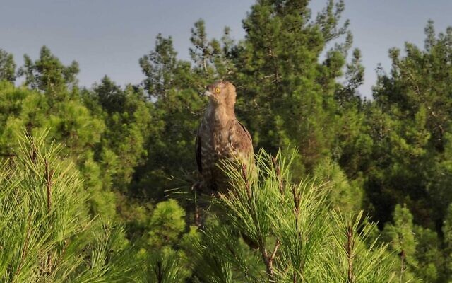 This handout photo shows a lesser spotted eagle. (Yuval Daks/Society for the Protection of Nature in Israel)