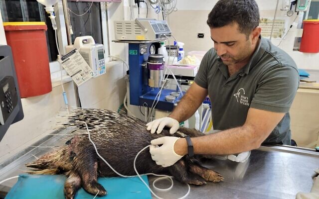 Dr. Tomer Nisimian, chief veterinarian at the Israel Nature and Parks Authority, operates on a porcupine injured by shrapnel from a rocket in Rishon Lezion, central Israel, October 25, 2023. (Eliana Yakubov, INPA)