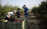 Volunteers take a sunscreen break while picking pomegranates on a farm in Ashkelon, Israel, October 27, 2023. (Maya Alleruzzo/AP)